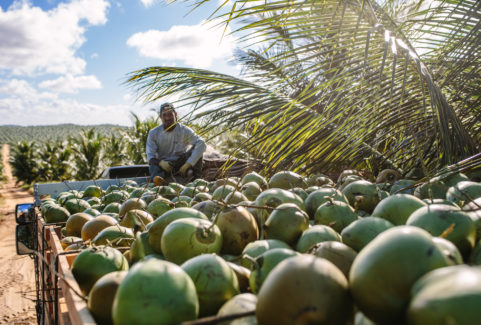 Obrigado – Built a true impact coconut brand